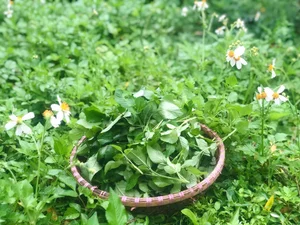 From Wild Forage to Expensive Delicacy: The Rise of Organic Wild Vegetables - image 7