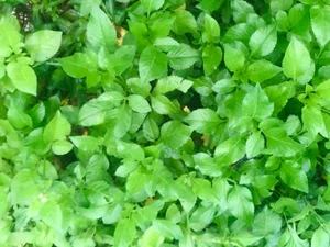 From Wild Forage to Expensive Delicacy: The Rise of Organic Wild Vegetables - image 6