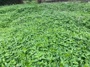 From Wild Forage to Expensive Delicacy: The Rise of Organic Wild Vegetables - image 2