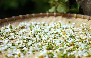 From Wild Forage to Expensive Delicacy: The Rise of Organic Wild Vegetables - image 5