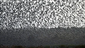 Unexplained Wildlife Phenomena: Millions of Birds Displaying Strange Migratory Behavior - image 1