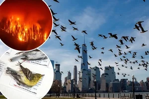 Unexplained Wildlife Phenomena: Millions of Birds Displaying Strange Migratory Behavior - image 2