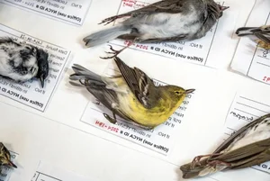Unexplained Wildlife Phenomena: Millions of Birds Displaying Strange Migratory Behavior - image 0