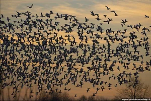 Unexplained Wildlife Phenomena: Millions of Birds Displaying Strange Migratory Behavior - image 3