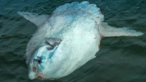The Mystery of Prolific Breeders: Rare Species with Massive Egg Counts - image 6