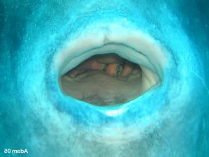 The Mystery of Prolific Breeders: Rare Species with Massive Egg Counts - image 5