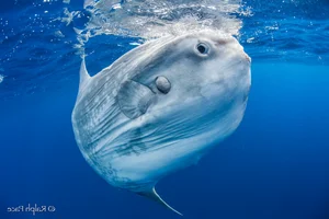 The Mystery of Prolific Breeders: Rare Species with Massive Egg Counts - image 1