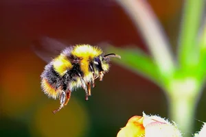 Nature's Geniuses: Meet the 9 Most Intelligent Animals on Earth - image 10
