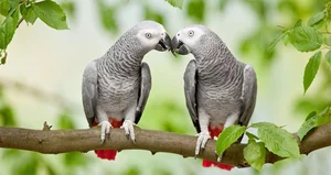 Nature's Geniuses: Meet the 9 Most Intelligent Animals on Earth - image 8