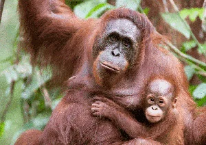 Nature's Geniuses: Meet the 9 Most Intelligent Animals on Earth - image 5