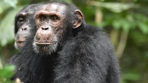 Nature's Geniuses: Meet the 9 Most Intelligent Animals on Earth - image 12
