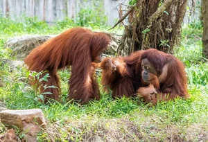 Nature's Geniuses: Meet the 9 Most Intelligent Animals on Earth - image 7