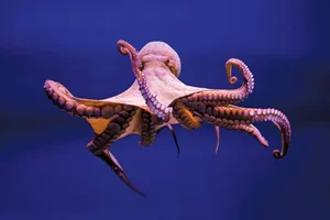 Nature's Geniuses: Meet the 9 Most Intelligent Animals on Earth - image 9