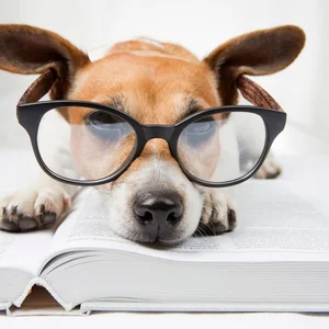 Nature's Geniuses: Meet the 9 Most Intelligent Animals on Earth - image 1