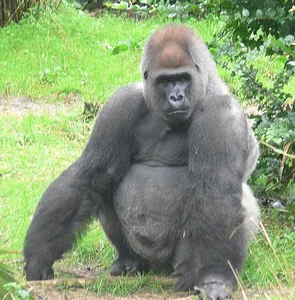 Nature's Geniuses: Meet the 9 Most Intelligent Animals on Earth - image 11