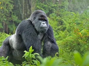 Nature's Geniuses: Meet the 9 Most Intelligent Animals on Earth - image 2