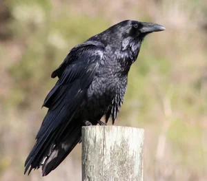 Nature's Geniuses: Meet the 9 Most Intelligent Animals on Earth - image 4