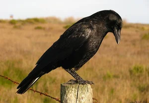 Nature's Geniuses: Meet the 9 Most Intelligent Animals on Earth - image 6