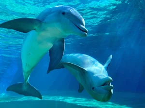 Nature's Geniuses: Meet the 9 Most Intelligent Animals on Earth - image 3