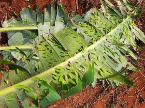 Cassia Worm Pupae: The Bizarre Central Highlands Delicacy to Try - image 0