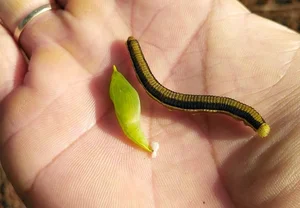 Cassia Worm Pupae: The Bizarre Central Highlands Delicacy to Try - image 4