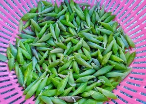Cassia Worm Pupae: The Bizarre Central Highlands Delicacy to Try - image 1