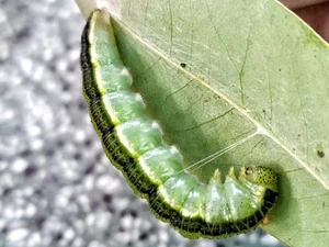 Cassia Worm Pupae: The Bizarre Central Highlands Delicacy to Try - image 6