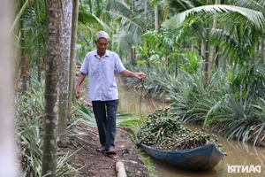 Areca Nut Price Surge: Traders Flock to Mekong Delta as Demand Hits Record Highs - image 0