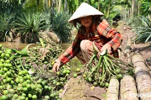Areca Nut Price Surge: Traders Flock to Mekong Delta as Demand Hits Record Highs - image 6