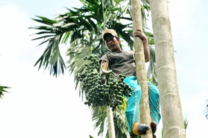 Areca Nut Price Surge: Traders Flock to Mekong Delta as Demand Hits Record Highs - image 2