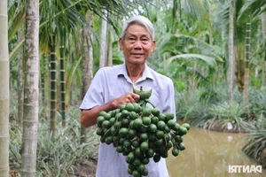 Areca Nut Price Surge: Traders Flock to Mekong Delta as Demand Hits Record Highs - image 7