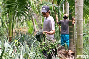 Areca Nut Price Surge: Traders Flock to Mekong Delta as Demand Hits Record Highs - image 3