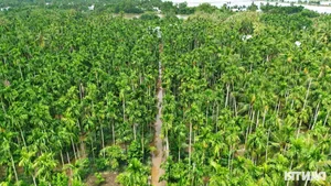 Areca Nut Price Surge: Traders Flock to Mekong Delta as Demand Hits Record Highs - image 4