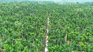 Areca Nut Price Surge: Traders Flock to Mekong Delta as Demand Hits Record Highs - image 5
