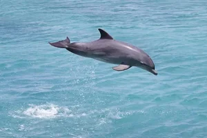 Fascinating Marine Discovery: Why This Bottlenose Dolphin Was Caught Talking to Itself - image 1