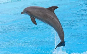 Fascinating Marine Discovery: Why This Bottlenose Dolphin Was Caught Talking to Itself - image 4