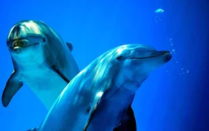 Fascinating Marine Discovery: Why This Bottlenose Dolphin Was Caught Talking to Itself - image 2