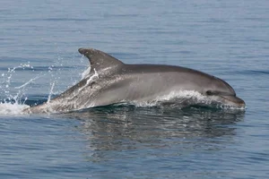 Fascinating Marine Discovery: Why This Bottlenose Dolphin Was Caught Talking to Itself - image 5