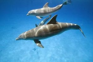 Fascinating Marine Discovery: Why This Bottlenose Dolphin Was Caught Talking to Itself - image 3