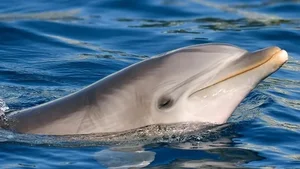 Fascinating Marine Discovery: Why This Bottlenose Dolphin Was Caught Talking to Itself - image 0