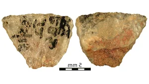 Ancient Hunting Mastery: How Five Poisoned Arrows Reveal Sophisticated Prehistoric Tactics - image 6
