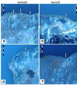 Ancient Hunting Mastery: How Five Poisoned Arrows Reveal Sophisticated Prehistoric Tactics - image 3