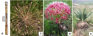Ancient Hunting Mastery: How Five Poisoned Arrows Reveal Sophisticated Prehistoric Tactics - image 9