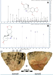 Ancient Hunting Mastery: How Five Poisoned Arrows Reveal Sophisticated Prehistoric Tactics - image 4