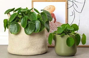 The Mathematical Beauty of the Chinese Money Plant (Pilea Peperomioides) - image 4