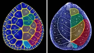 The Mathematical Beauty of the Chinese Money Plant (Pilea Peperomioides) - image 2