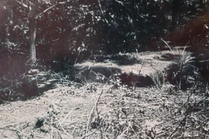 Ancient 2,000-Year-Old Stone Tomb Discovered in the Middle of Rubber Plantation - image 2