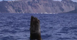 The Mystery of the 'Old Man of the Lake': A Vertical Floating Log - image 5