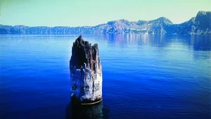 The Mystery of the 'Old Man of the Lake': A Vertical Floating Log - image 2