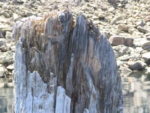 The Mystery of the 'Old Man of the Lake': A Vertical Floating Log - image 1